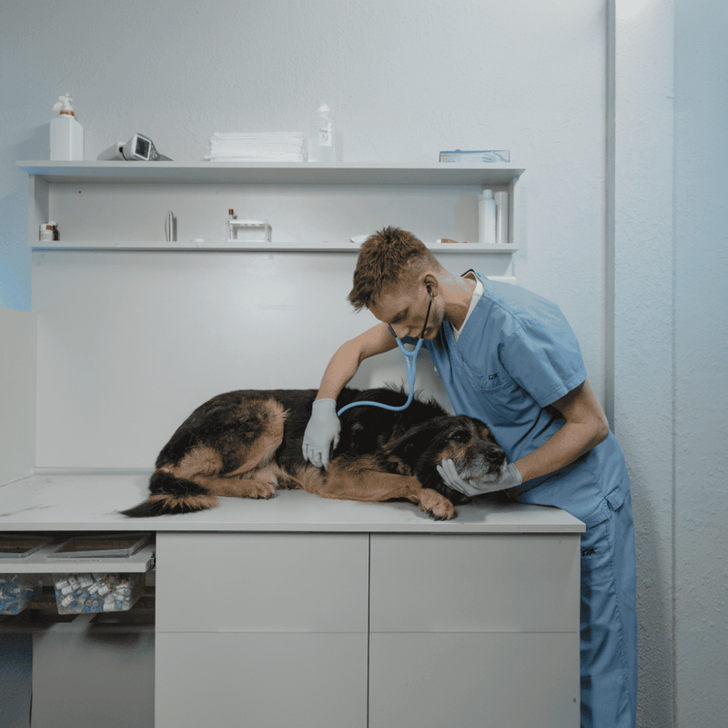 Vet caring for a dog at veterinary clinic for health checkup.