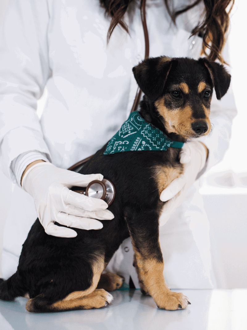 Adorable puppy being examined by veterinarian with stethoscope, ensuring health and wellness.