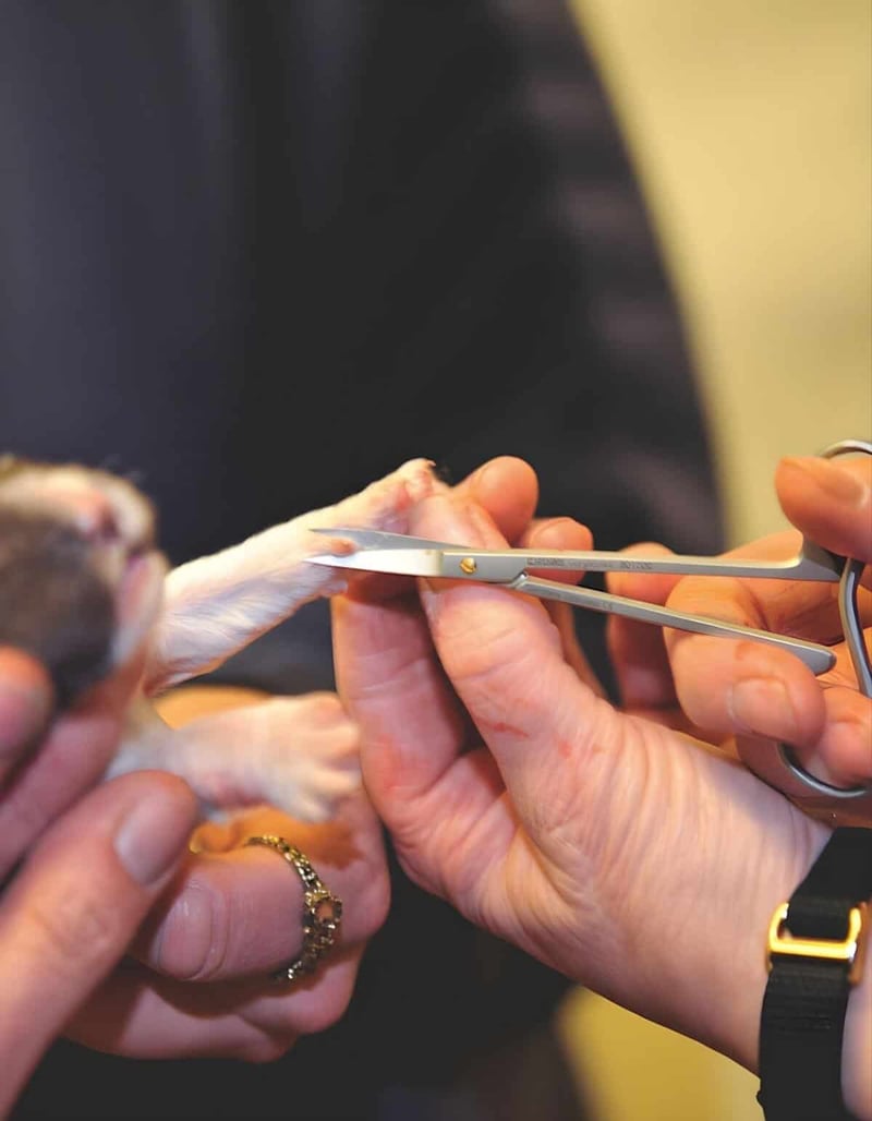 Professional pet grooming scissors trimming a dog's paw, showcasing patience and care in pet grooming services.
