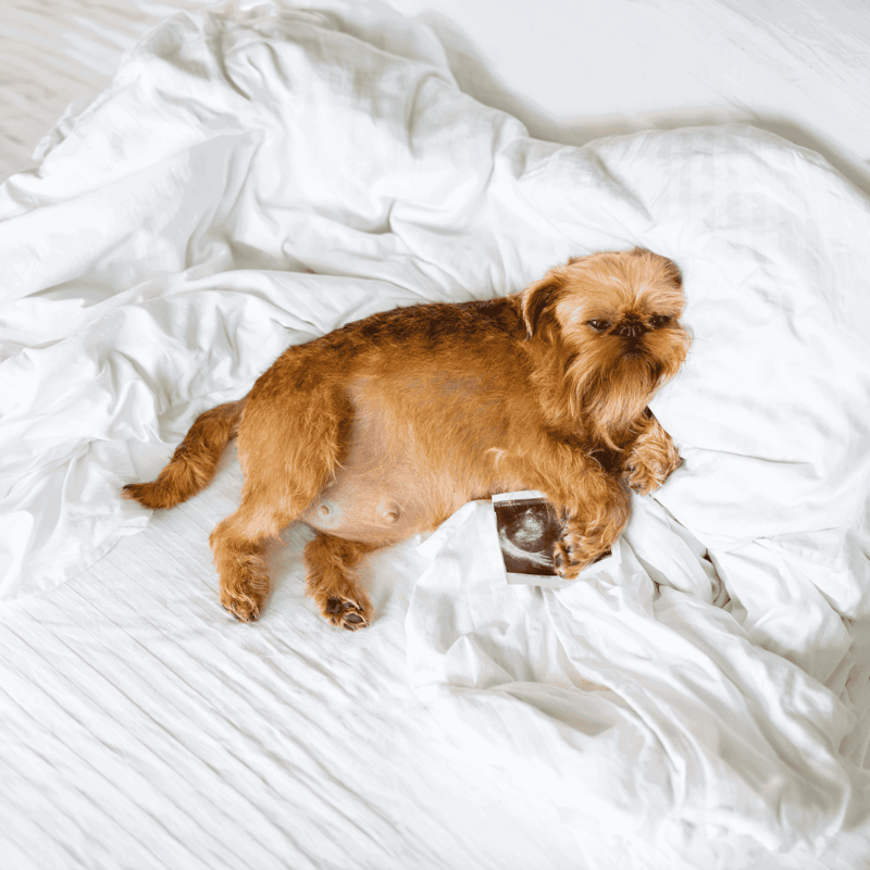 Adorable dog lying on bed holding ultrasound scan, symbolizing pet health check-up.