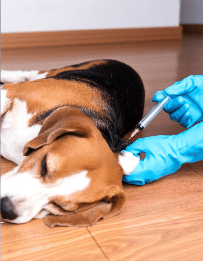 Alt: Veterinarian administering a vaccine shot to a sleeping dog on the wooden floor.