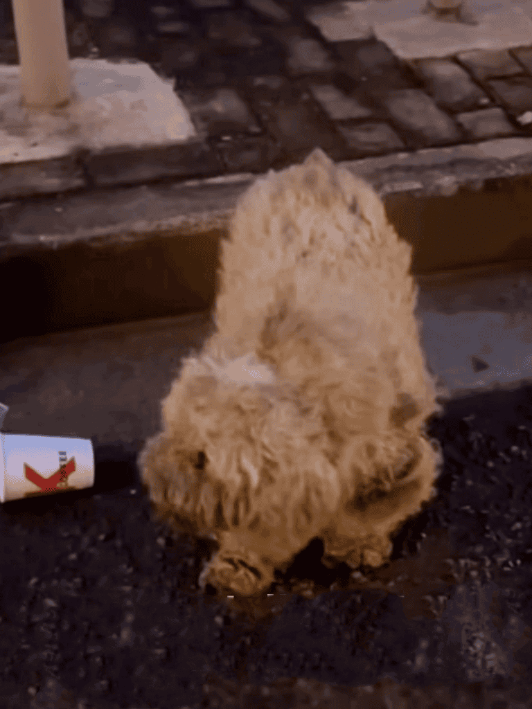 Adorable fluffy puppy exploring outdoors.