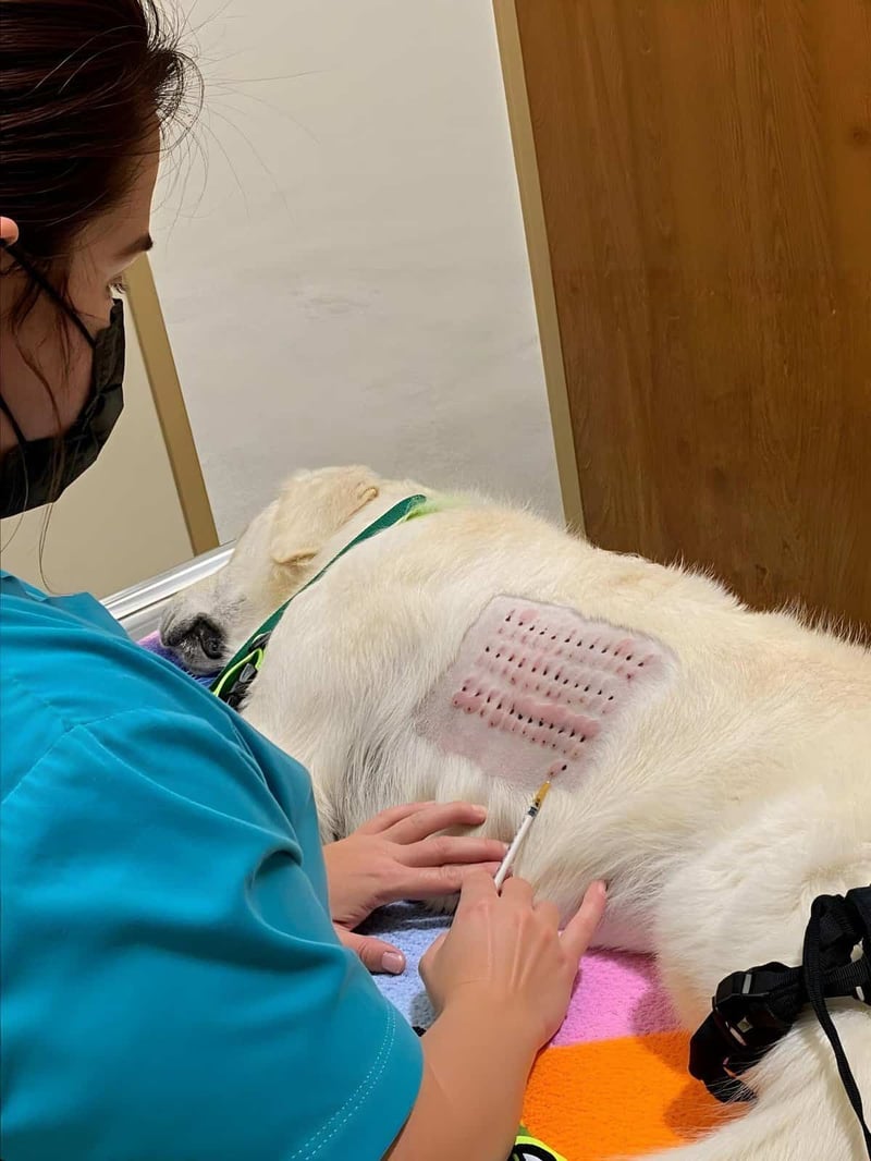 Veterinarian administering treatment to a large dog, showing skin patch and syringe for vaccination or allergy testing.