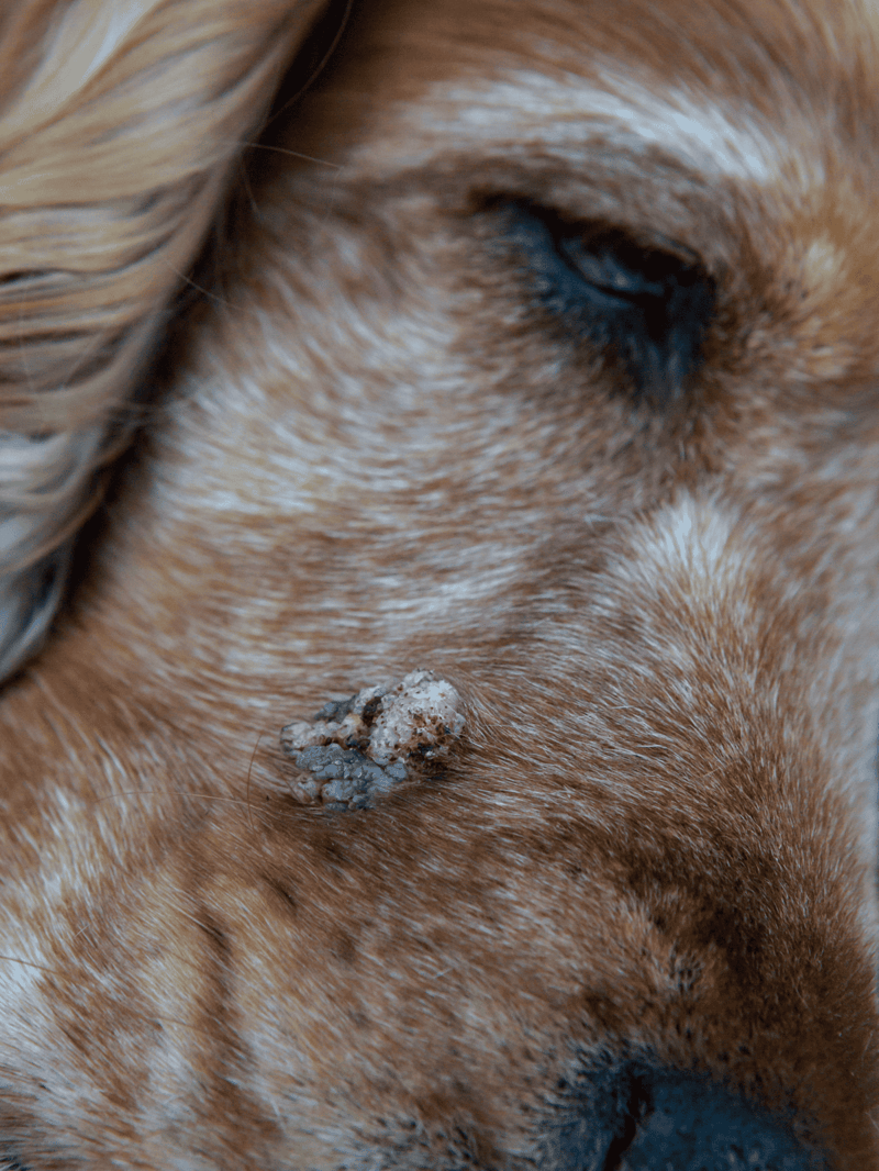 Close-up of a dog’s skin with mange, showing the skin irritation and hair loss.