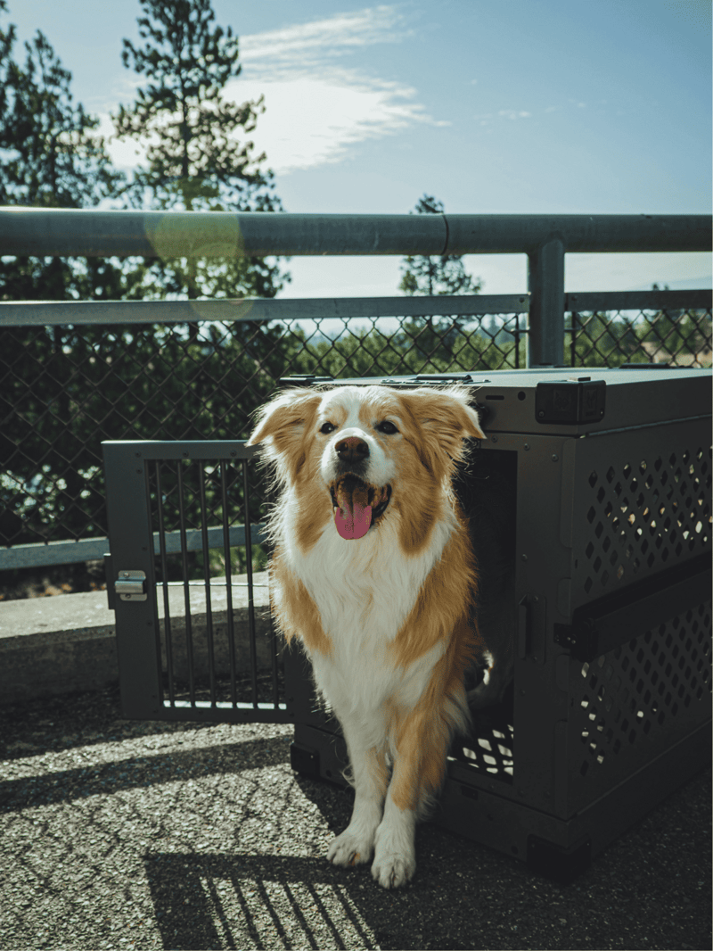 Happy dog emerging from travel crate outdoors.