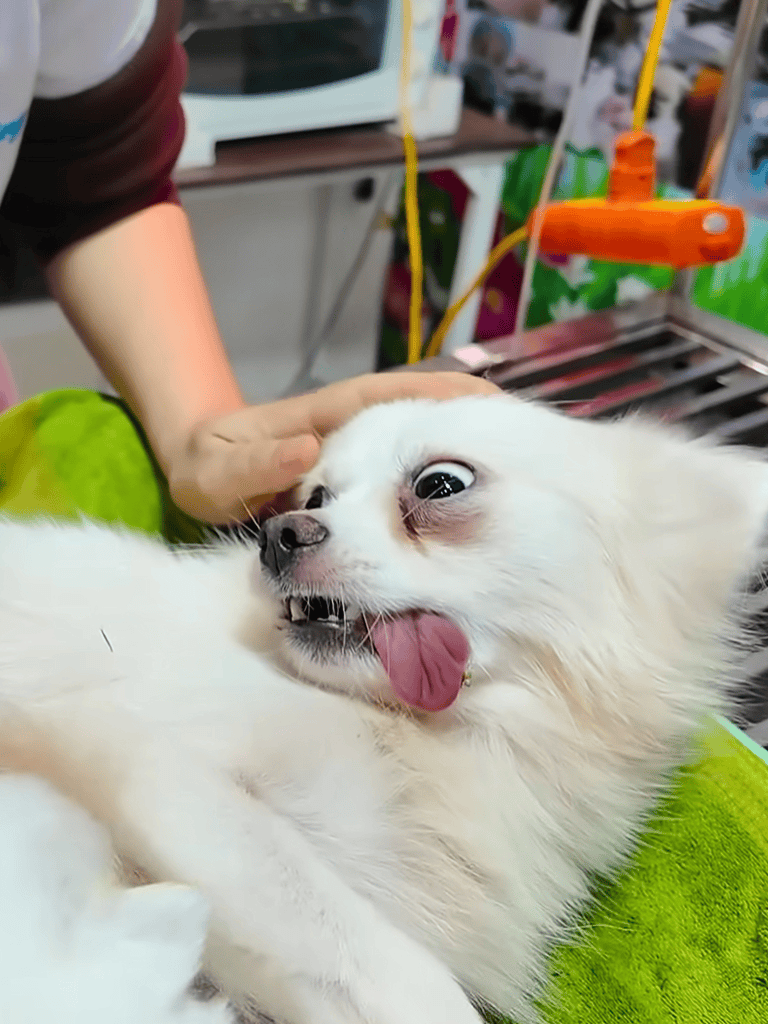 Playful white dog showing teeth with tongue out, getting checked or groomed at a pet clinic or grooming shop.