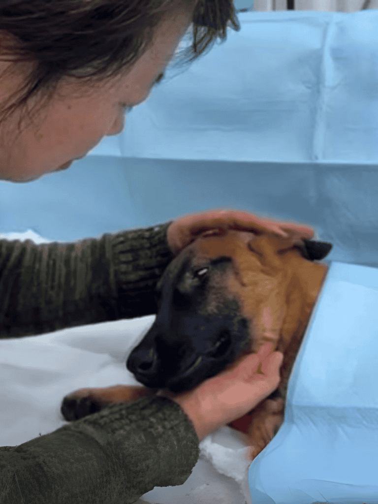 Dog receiving veterinary eye examination in clinic.