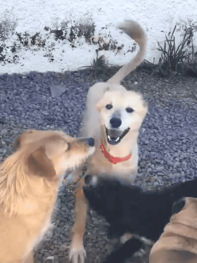 Happy dogs playing together, socializing outdoors with playful energy.