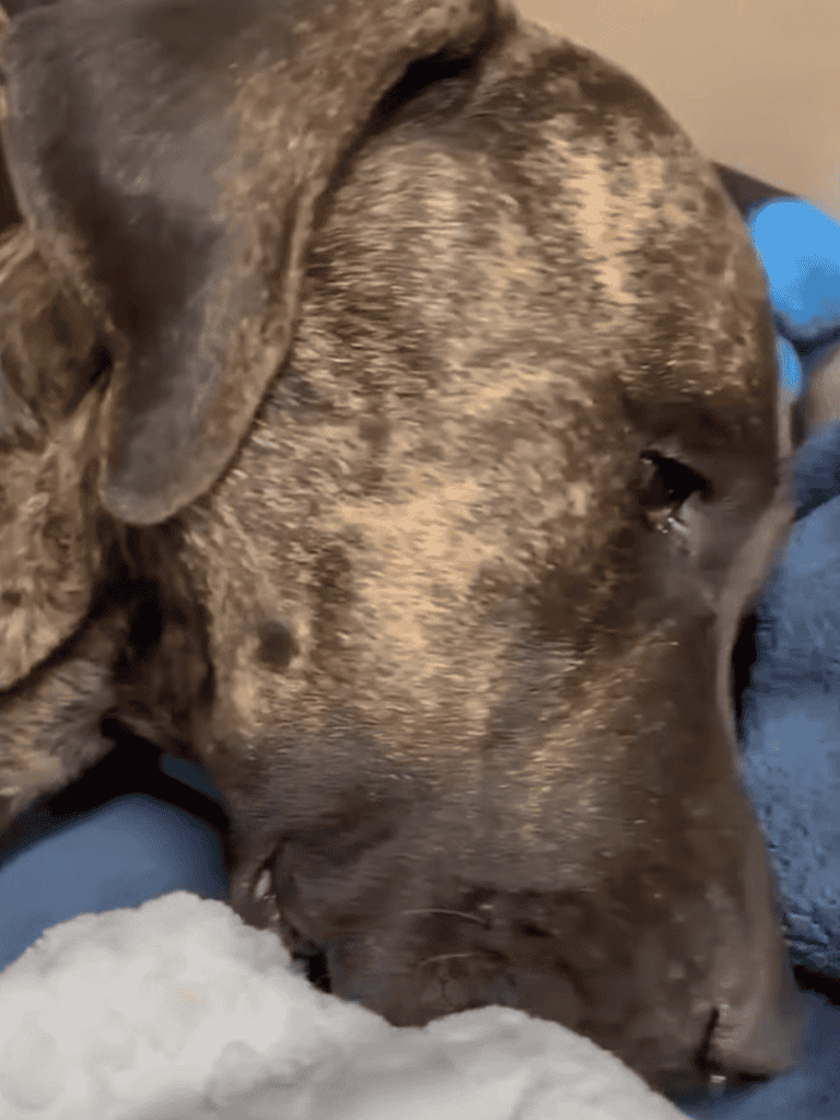 Dog cuddling a young child for emotional support and companionship.