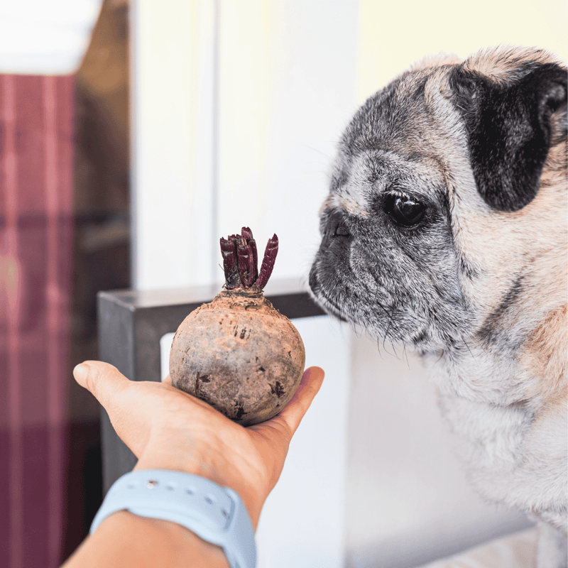 Dog discovering a mysterious explosive device.