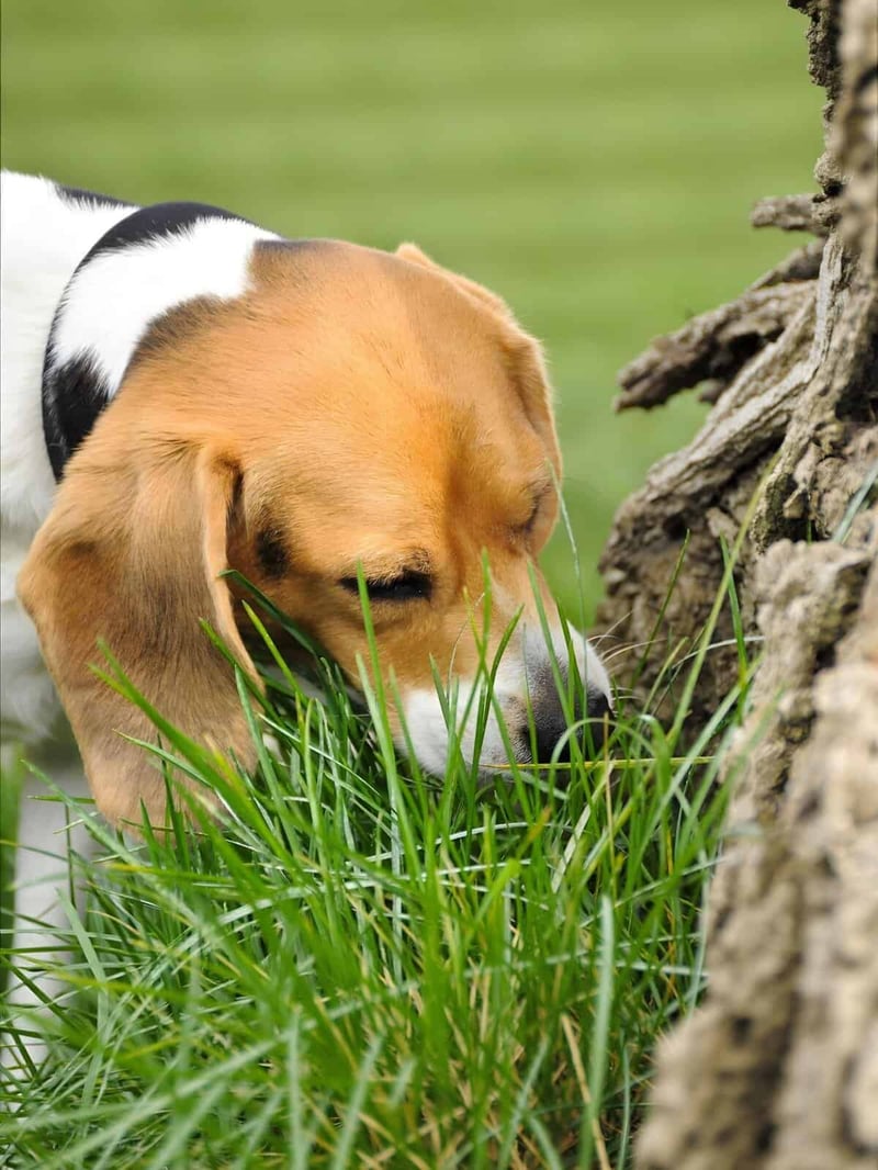 Adorable beagle exploring nature, sniffing tall grass near a tree in a lush green field.