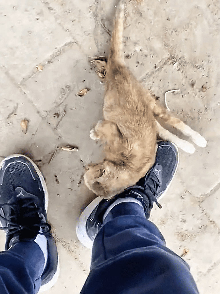 Adorable kitten rubbing against owner's shoes on a paved surface.