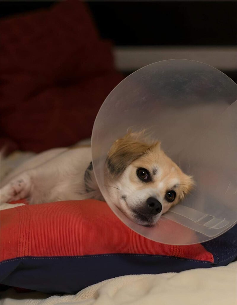 Dog with cone collar resting on bed, a cute dog recovering from veterinary treatment at home.