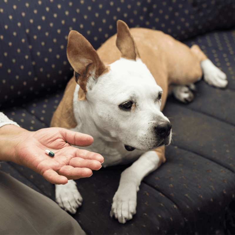 Dog medication, veterinarian, healthcare, pet health, dog care, medical treatment for dogs.