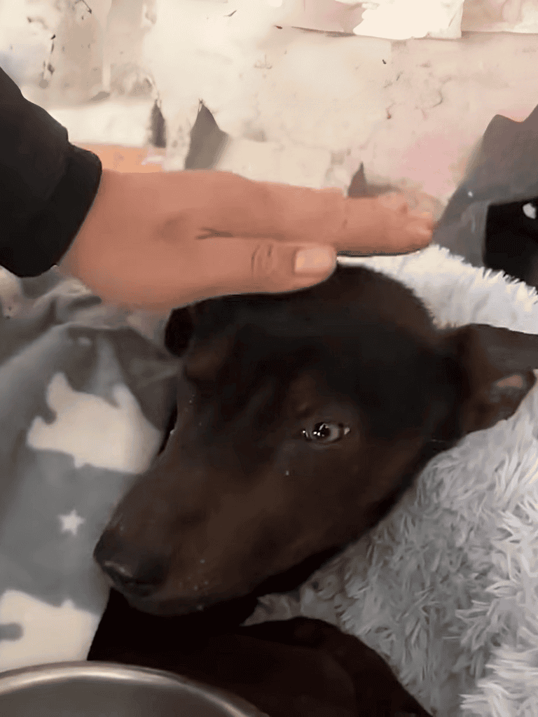 Dog lying down with comforting human touch, cozy blanket, and relaxed expression.