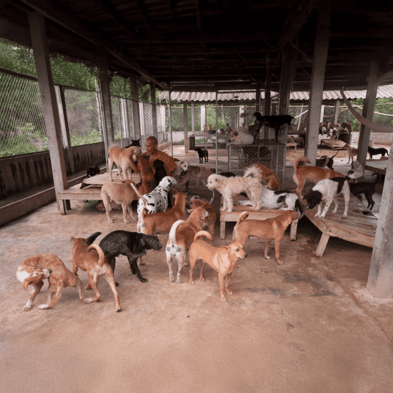 Dog shelter with multiple dogs in an outdoor area, volunteers caring for and socializing dogs, fostering a safe environment for rescue and adoption.