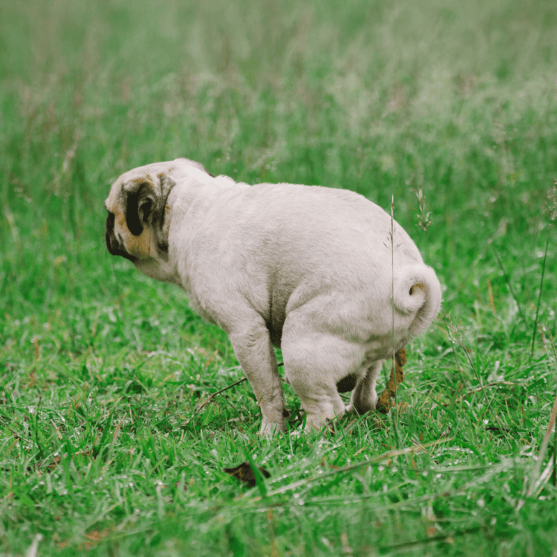 Adorable young pug dog walking in lush green grass outdoors.