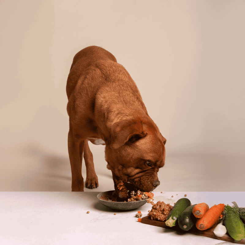 Alt text: Dog eating healthy homemade dog food with vegetables on a white surface.