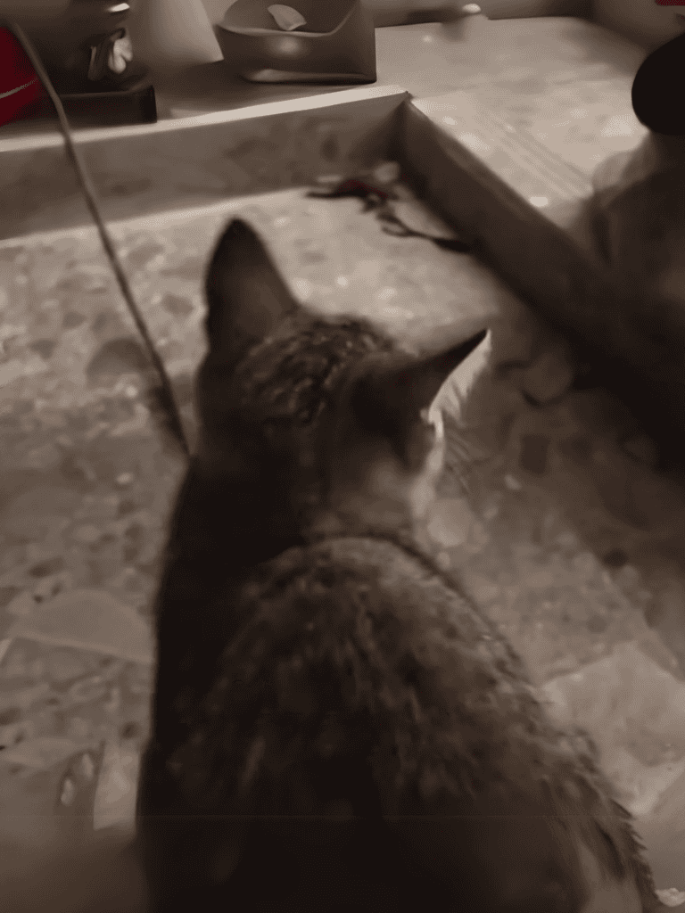 Close-up of a stray tabby cat lying on a tiled floor in a home environment.