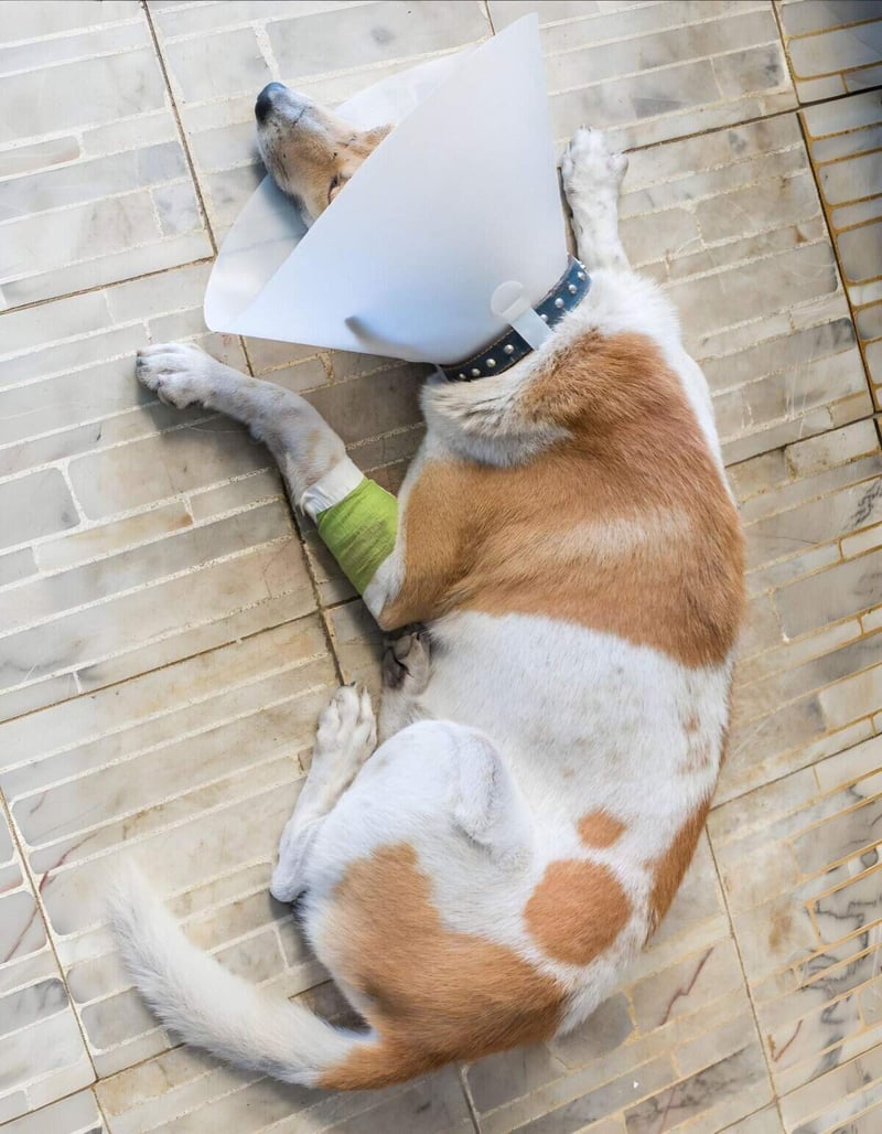 Dog injured and resting with protective cone and bandage, expert dog injury care, Pet vet services, Dogfix pet health solutions.