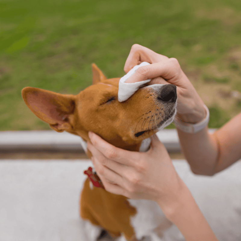 Alt text: Person cleaning a brown dog’s face with a wipe outdoors.