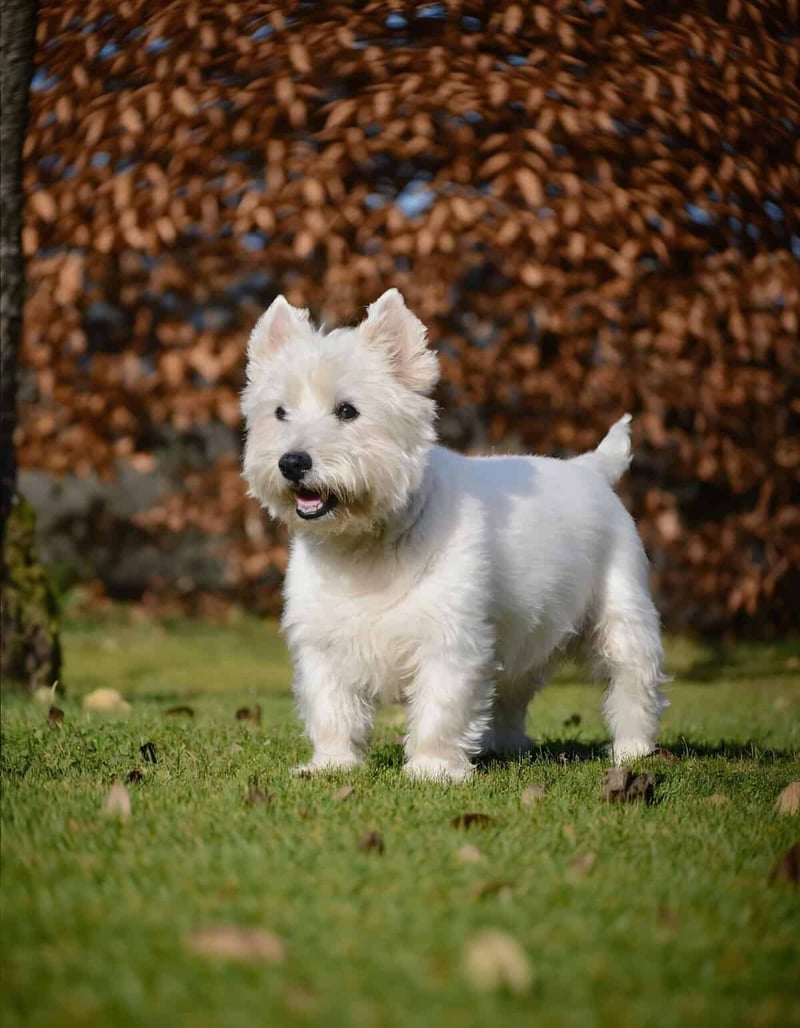 Adorable West Highland White Terrier enjoying a sunny day outdoors in a grassy yard.