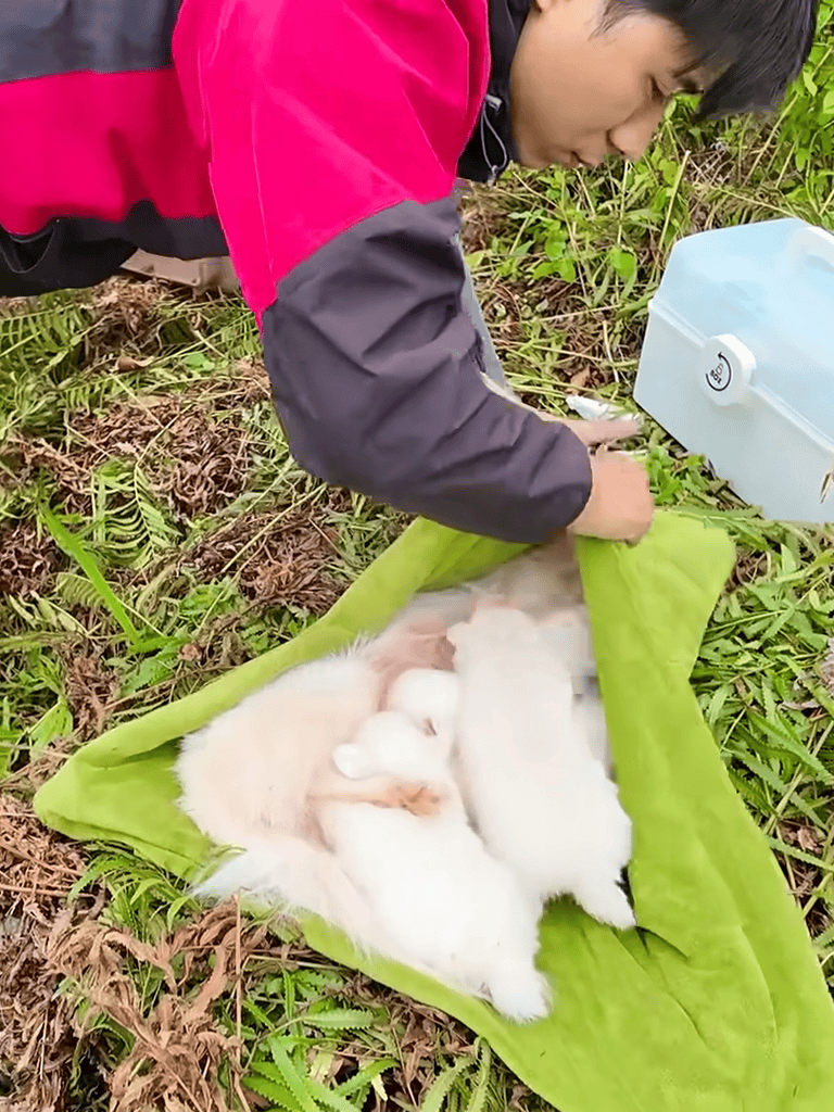 Alt text: Young person caring for multiple adorable puppies on a green blanket outdoors.