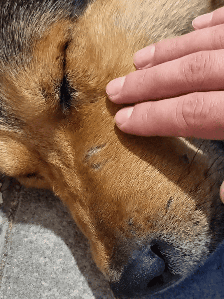 Dog receiving head petting, close-up of a relaxed dog enjoying gentle massage for relaxation.