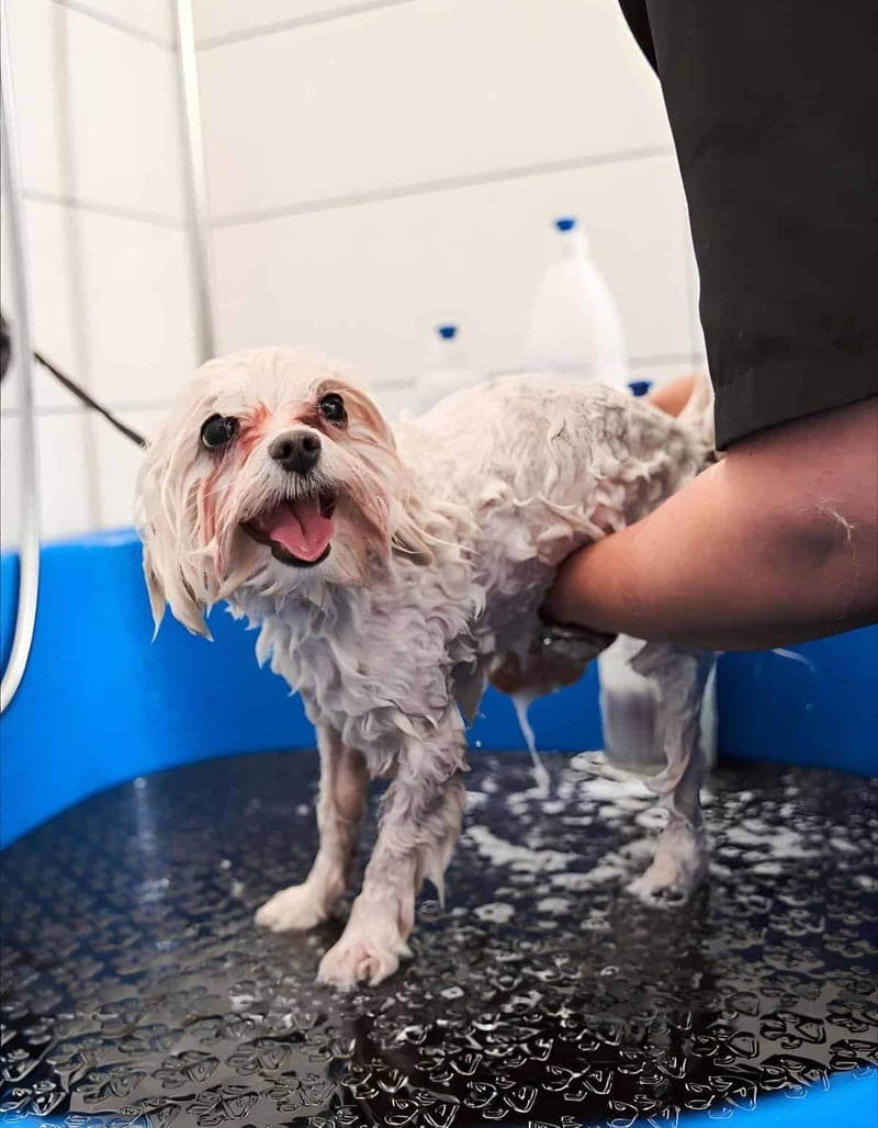 Dog being bathed in a professional grooming tub for cleanliness and grooming.