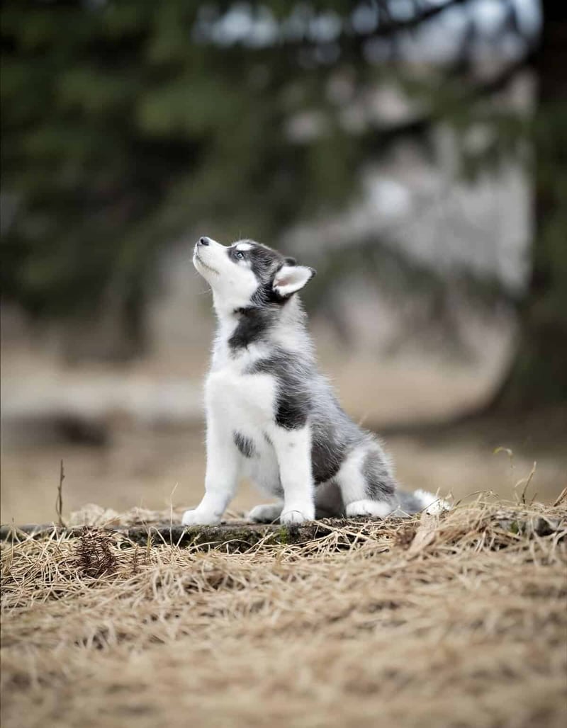 Adorable husky puppy sitting on dry grass, looking up, with blurred trees background. Perfect for dog lovers and pet care content.