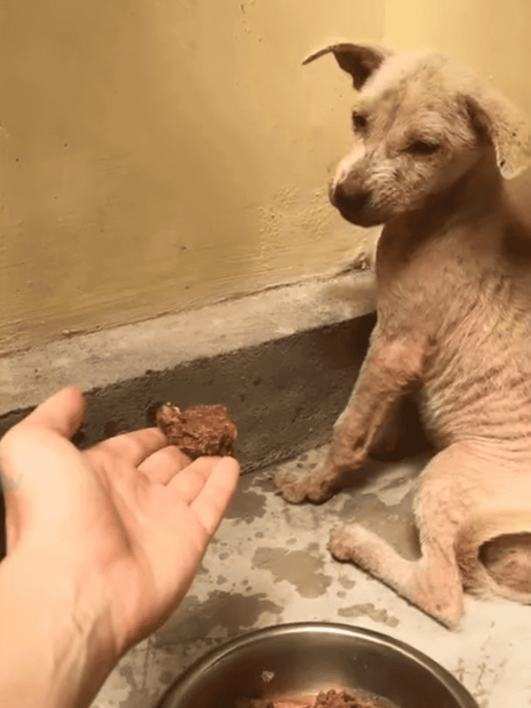 Adorable, young dog sitting patiently next to food bowl and treat, looking at handler with curiosity.