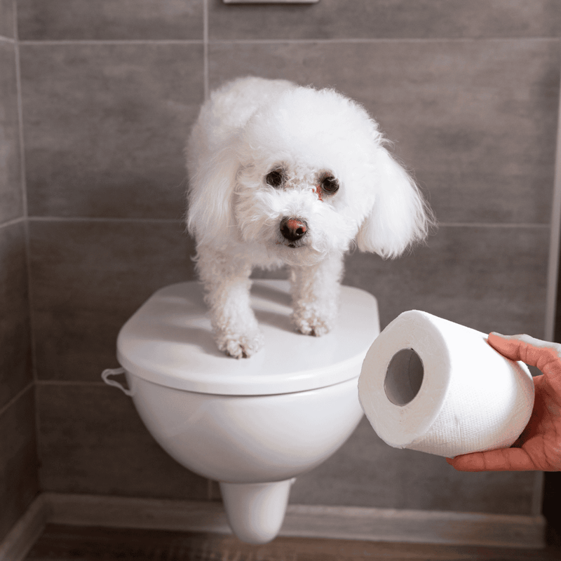 Dog on toilet training toilet training for dogs.
