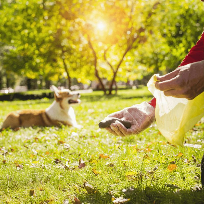 A person feeding medication to a dog outdoors on a sunny day in a park.
