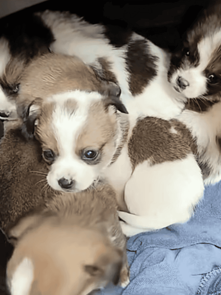 Adorable mixed breed puppies snuggling and playing together, showcasing their fluffy fur and bright eyes.