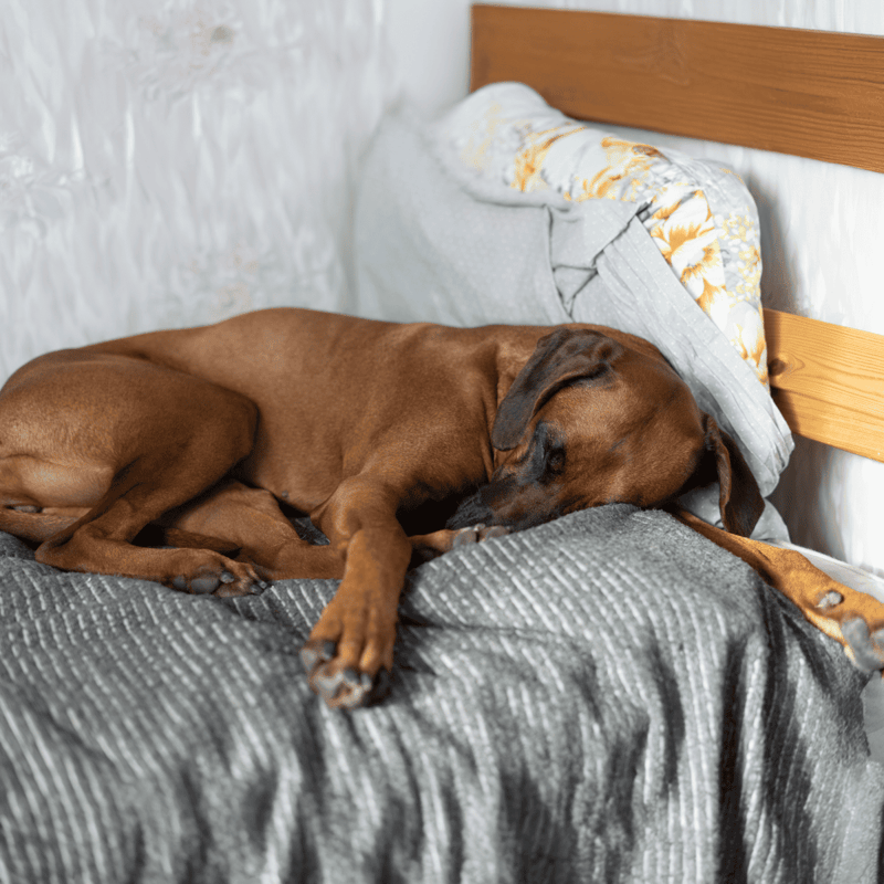 Comfortable large dog resting on cozy bed, emphasizing pet care and comfort.