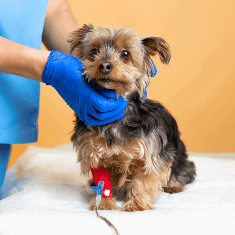 Close-up of vet examining a cute dog during a health checkup, showing professional pet veterinary care.