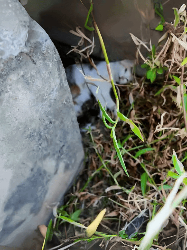 Adorable kitten hidden amidst rocks and greenery outdoors.