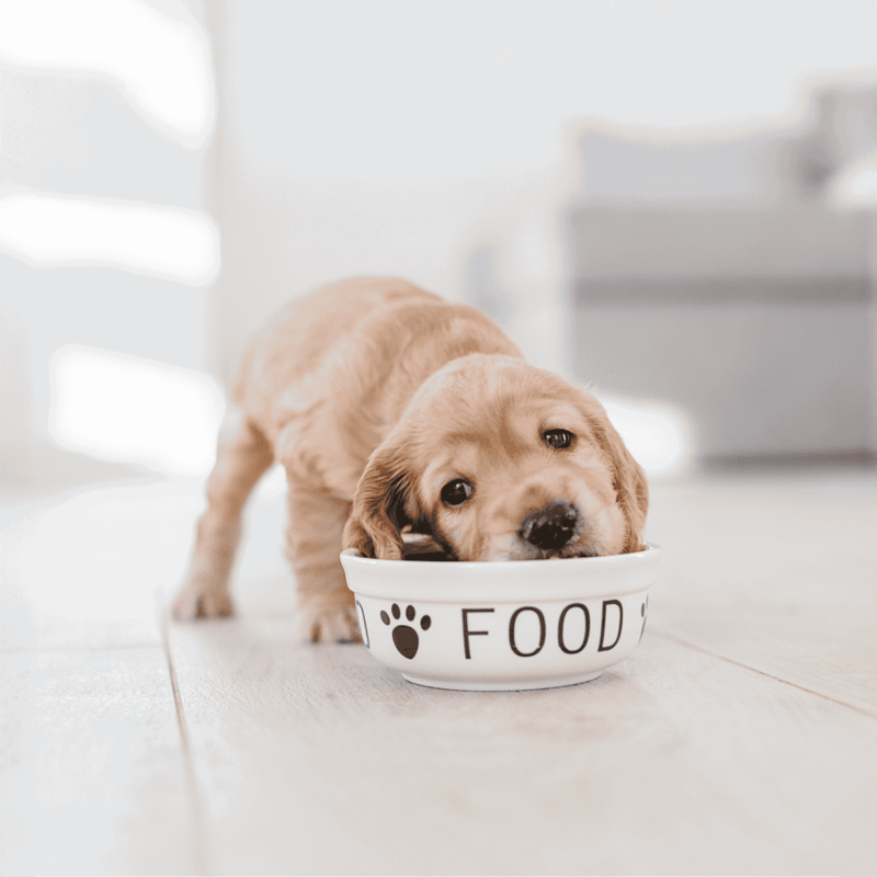 Adorable golden retriever puppy enjoying a meal from a dog food bowl, emphasizing pet feeding and health.