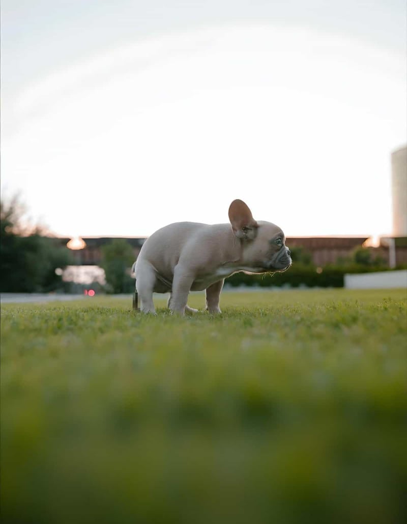Adorable French Bulldog puppy exploring a grassy park during sunset.