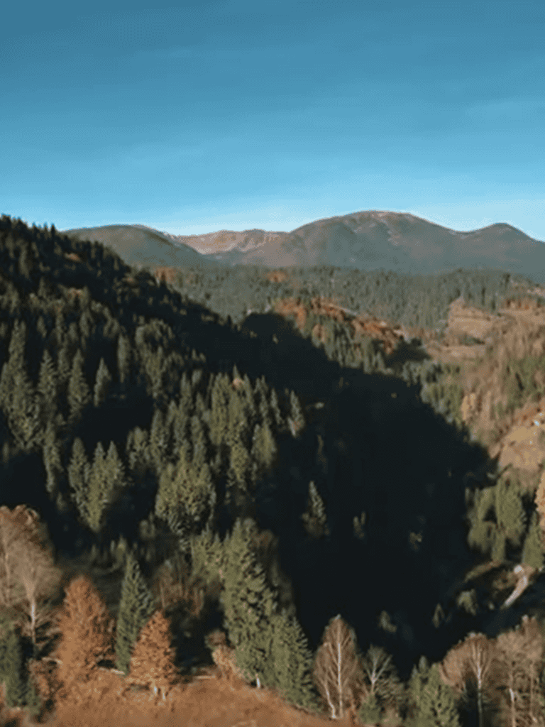 Scenic mountain view featuring dense pine forests and clear blue sky.