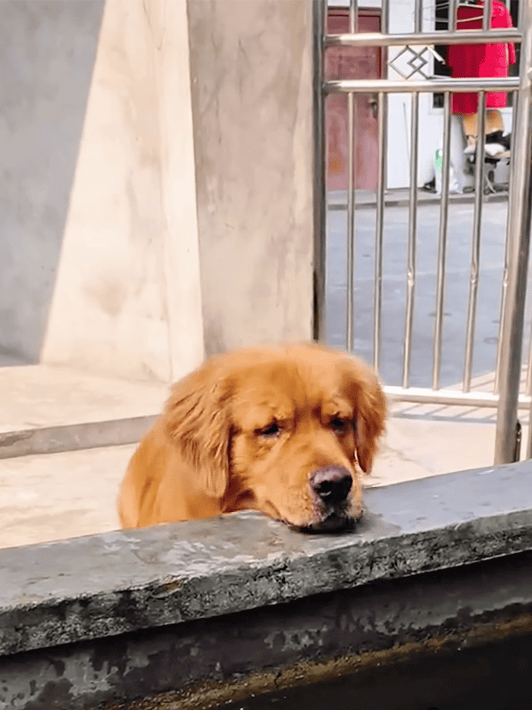 Adorable puppy lying on stone ledge, looking sad or tired outdoors.