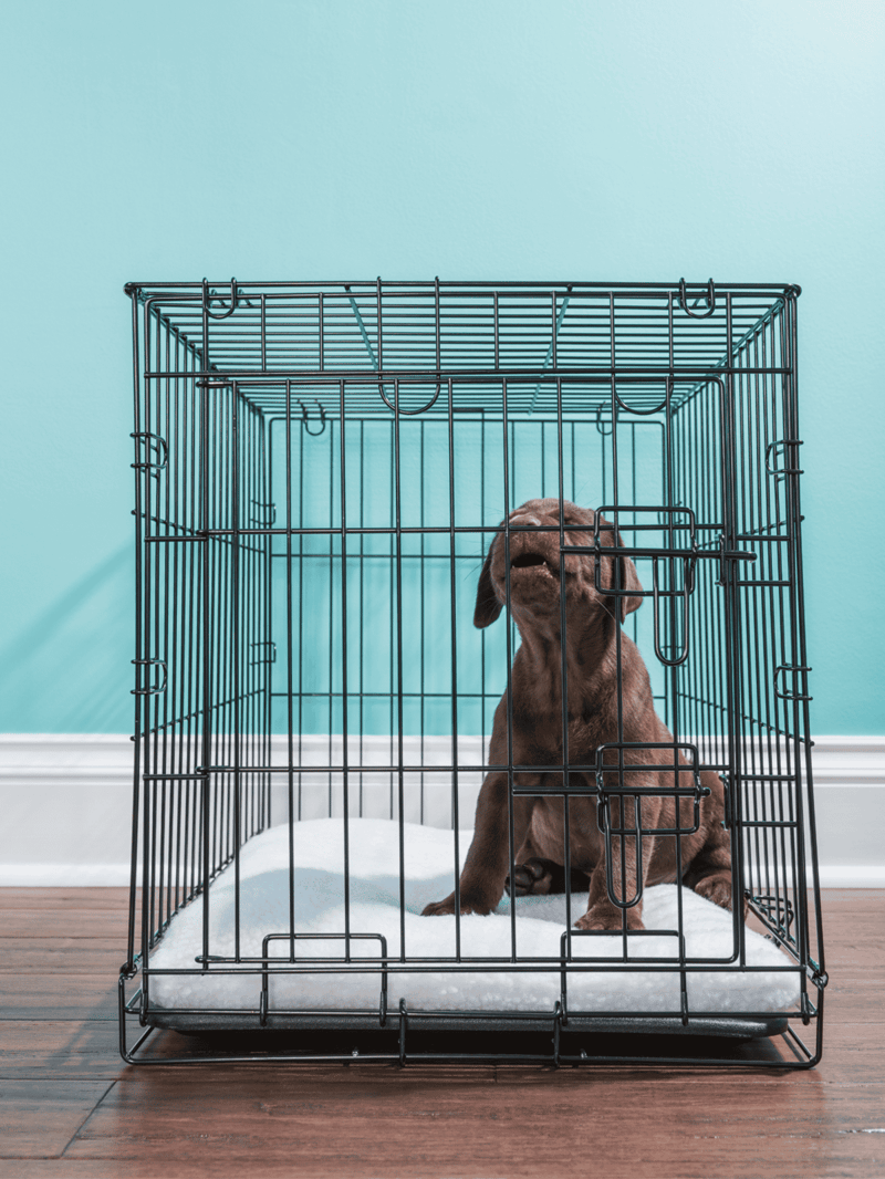 Dog crate with a puppy sitting inside on soft bedding, ideal for crate training and dog care.