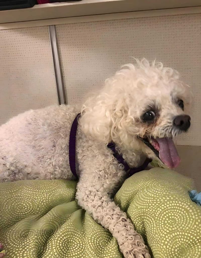 Adorable fluffy white poodle lying on a colorful blanket, showcasing groomed curly fur and adorable expression.