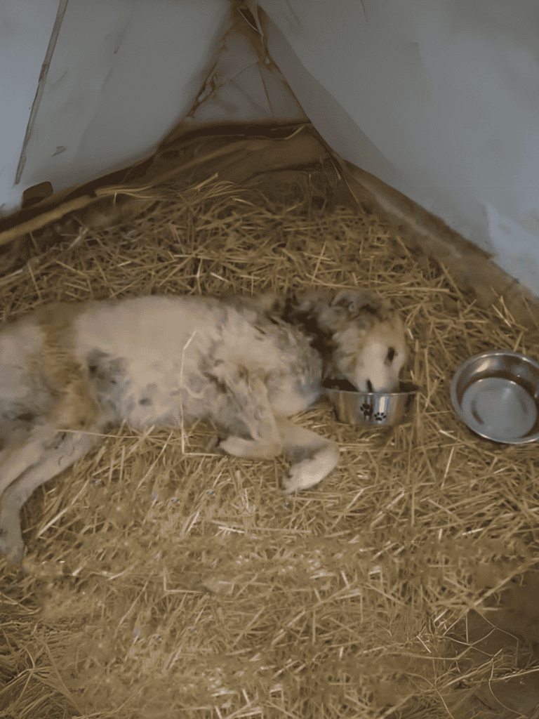 Adorable puppy resting on straw bedding inside dog shelter with food and water bowls.