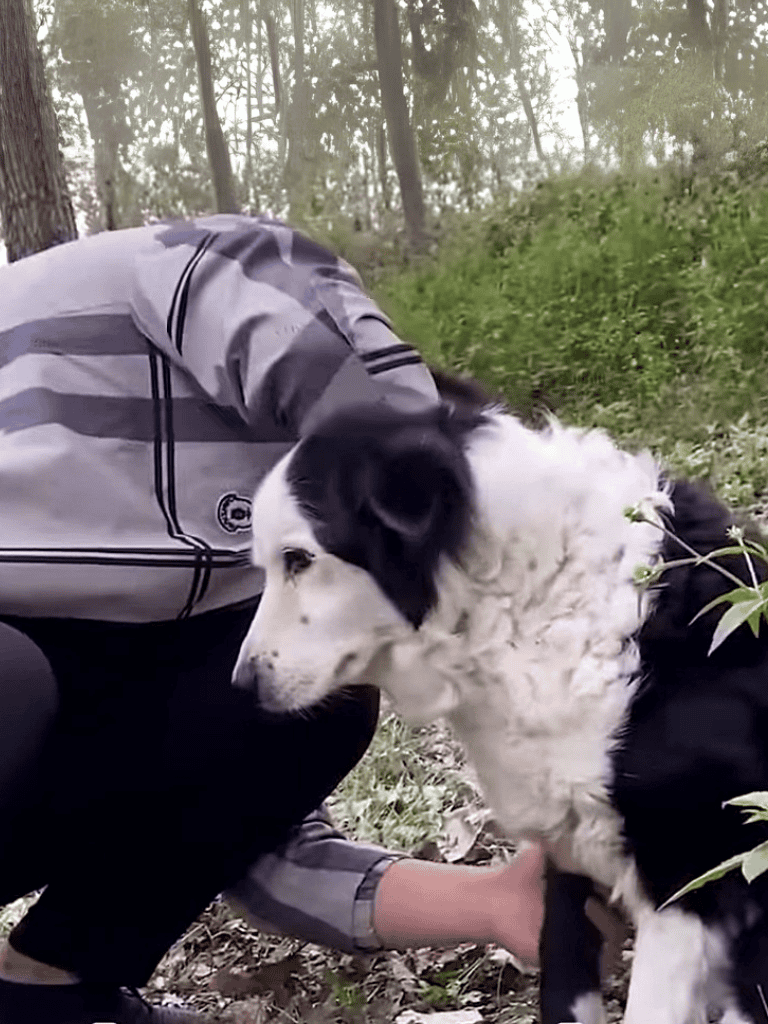 Adorable dog being comforted outdoors, showing love and trust during peaceful nature walk.