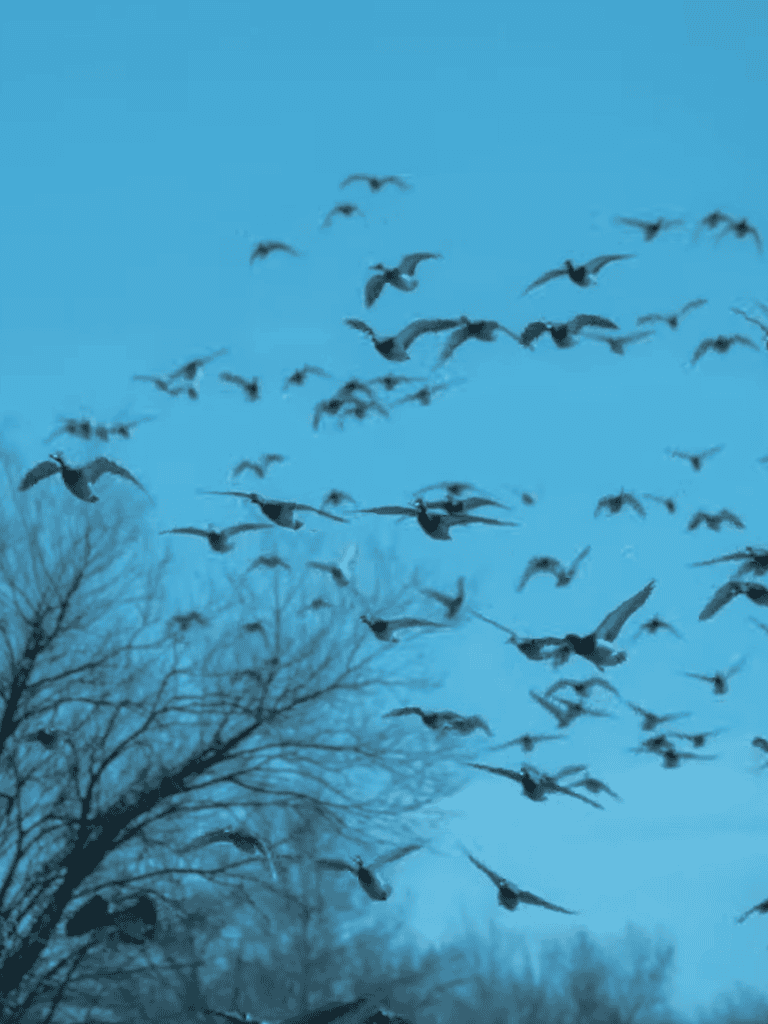 Birds flying over trees in blue sky.