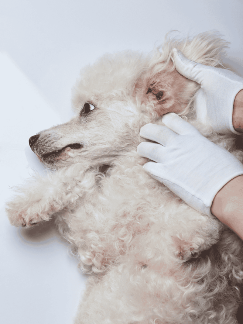 Dog getting an ear checkup from a veterinarian.