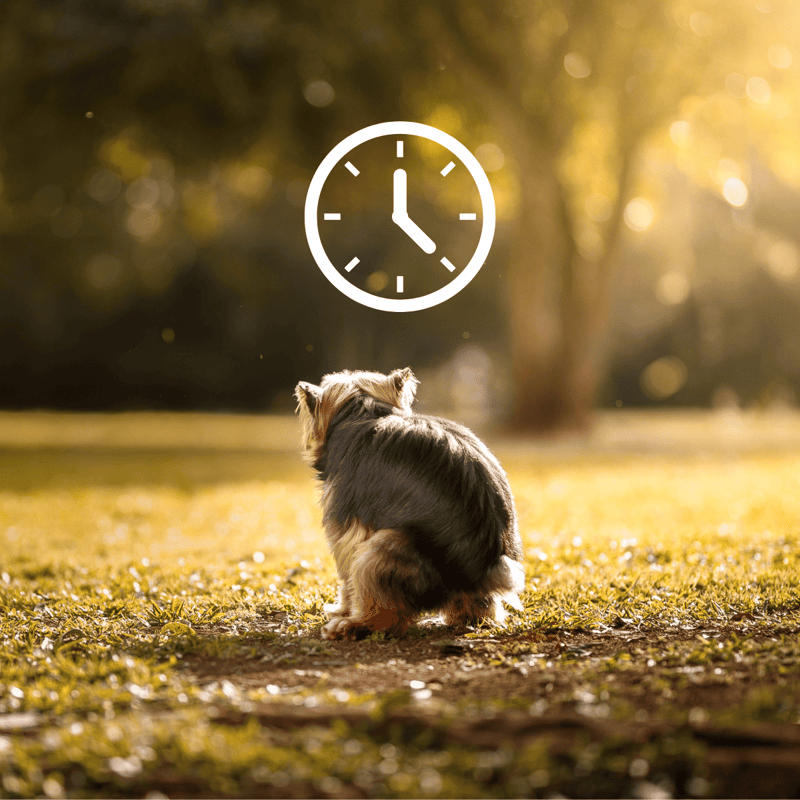 Dog sitting in park during sunset.