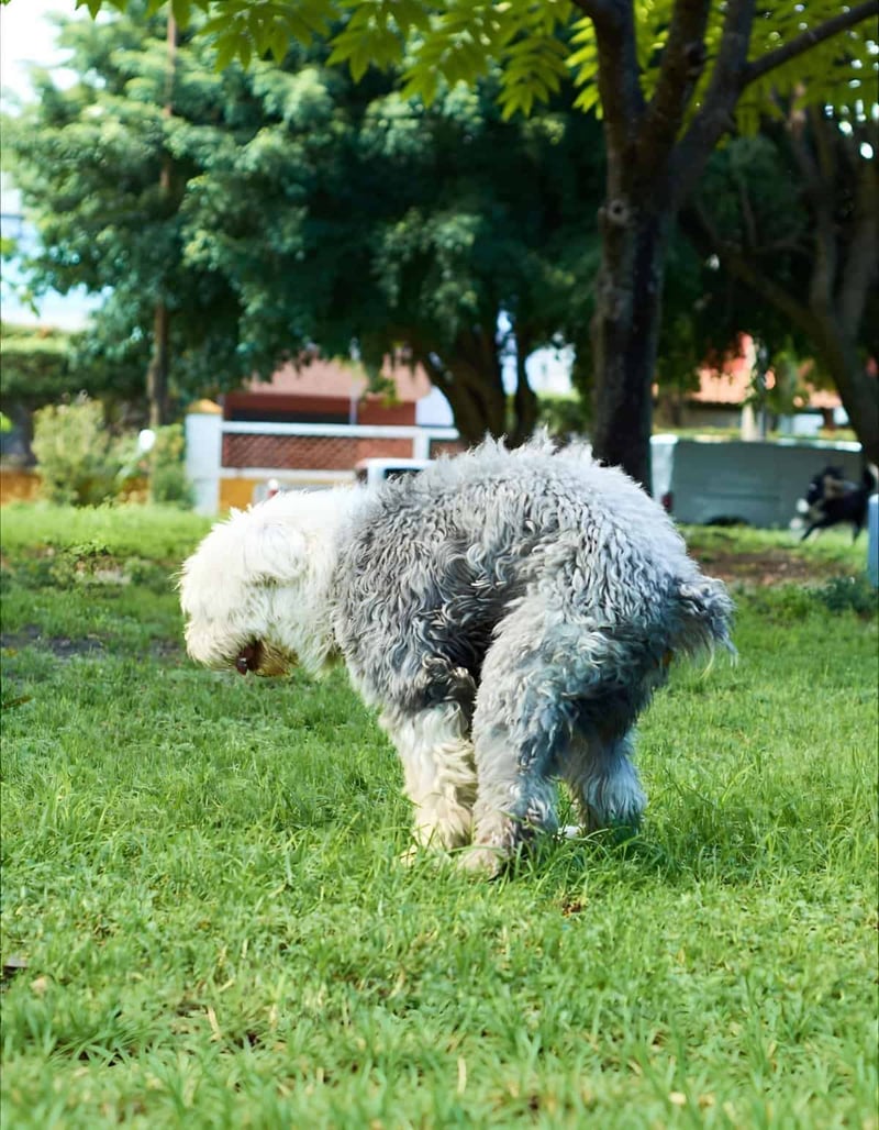 Adorable fluffy dog exploring grassy yard with trees and sunlight.