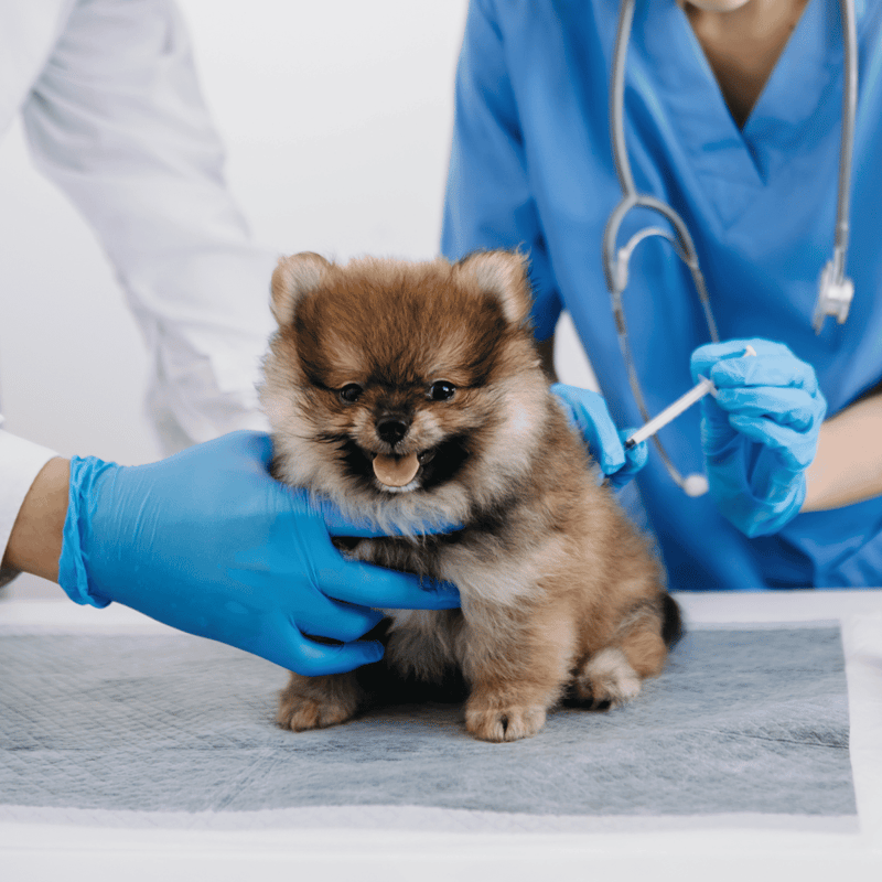 Cute puppy receiving a vaccination shot from a veterinarian, ensuring pet health and wellness.